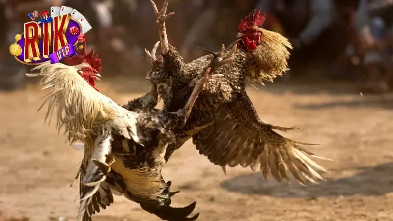 Các loại hình đá gà RIKVIP đang được tổ chức 