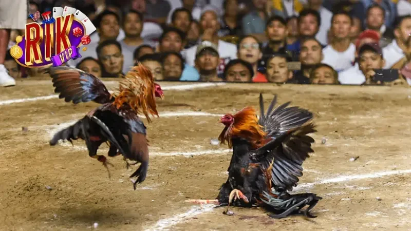 Sân chơi đá gà RIKVIP có gì nổi bật?